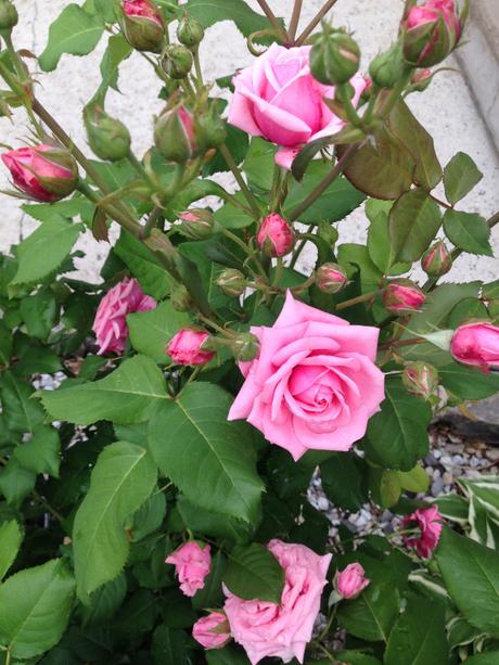 Garden Roses 