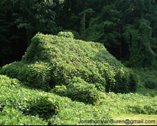 Ruth Krall on Sexual Violence Activism in a Mennonite Voice: A Presentation to the 2015 SNAP Conference Ruth Krall on Sexual Violence Activism in a Mennonite Voice: A Presentation to the 2015 SNAP Conference