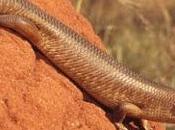Adani's Coal Mine Project Australia Runs into Rough Lizard Snake