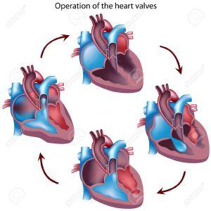 9442888-Heart-valves-operation-eps8-Stock-Vector-heart-human-anatomy