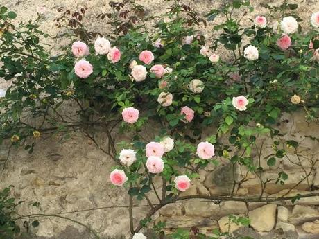 climbing roses