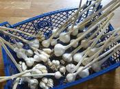 Garlic Crop .... Early Start