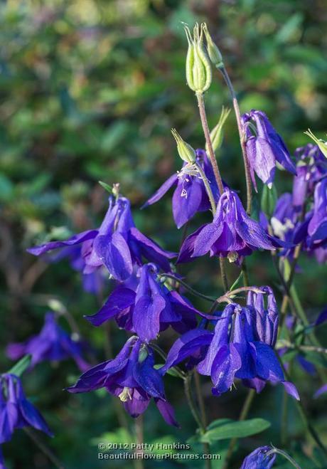 Purple Columbine © 2012 Patty Hankins