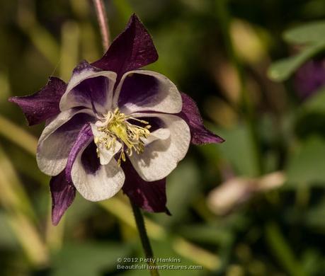 Purple & White Columbine © 2012 Patty Hankins