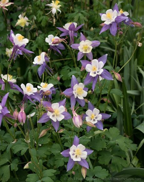 McKana Group Columbine © 2014 Patty Hankins