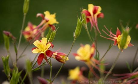 McKana Group Columbine © 2014 Patty Hankins
