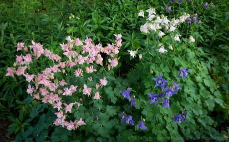 Columbine © 2014 Patty Hankins