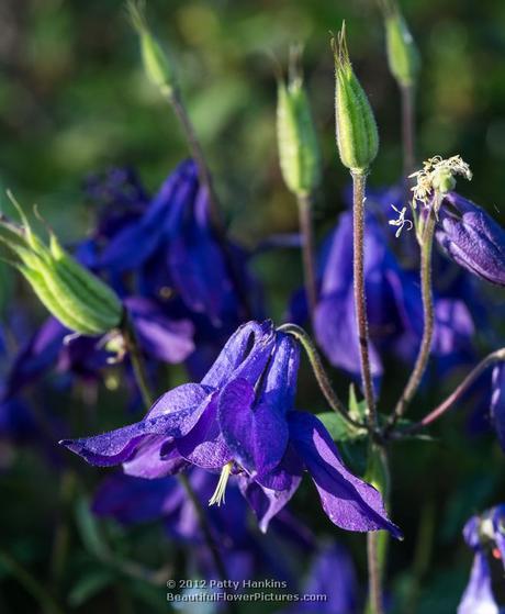 Purple Columbine © 2012 Patty Hankins