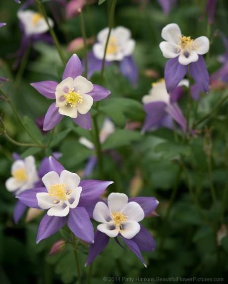 McKana Group Columbine © 2014 Patty Hankins