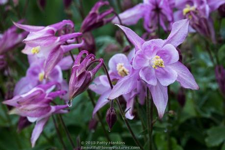 Pink & Purple Columbine © 2013 Patty Hankins
