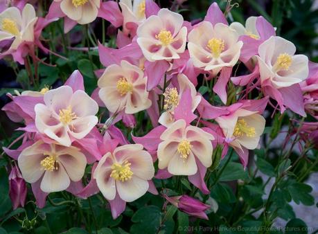 McKana Group Columbine © 2014 Patty Hankins