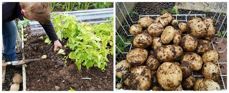 lifting the last potatoes - 'growourown.blogspot.com' ~ an allotment blog