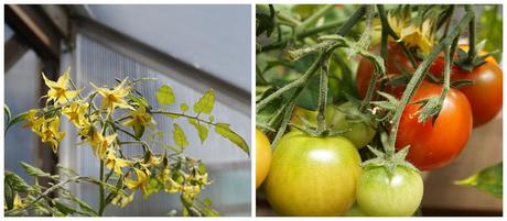 tomato plants- 'growourown.blogspot.com' ~ an allotment blog