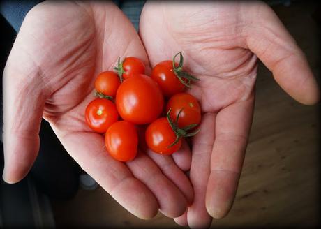 little tomatoes - 'growourown.blogspot.com' ~ an allotment blog
