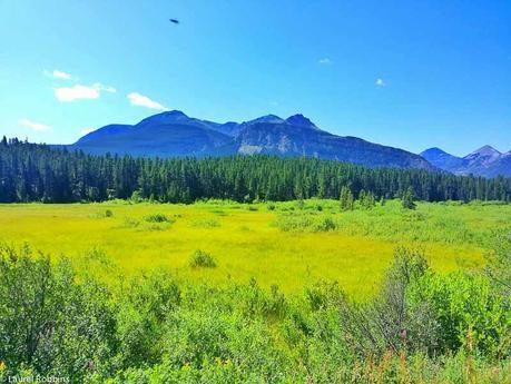 Castle Wilderness is home to 59 species of mammals. It's a fantastic place for wildlife viewing in Alberta.