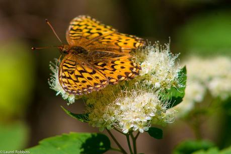 rare and endangered butterflies can be found in the Castle Wilderness. It's a nature lover's paradise! 