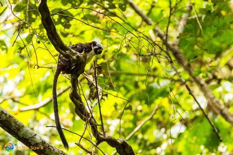 Monkey seen high up in the trees.