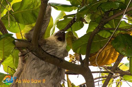 Three=Toed Sloth at STRI.