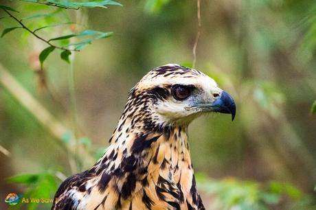 Snail Kite along a trail.