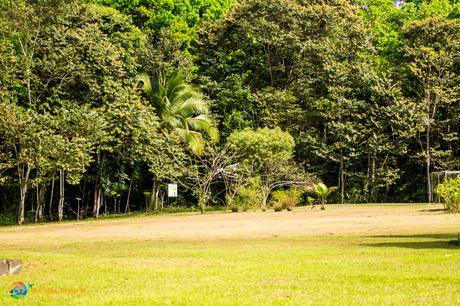 Open area with path in the background at Metropolitan Park.