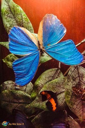 Blue Morpho butterfly found in Panama.