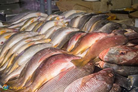 These were swimming in the bay of Panama overnight.