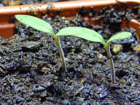 Re-post: The enduring comfort of prophecy