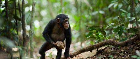 Chimps have morality, they just don’t care about it