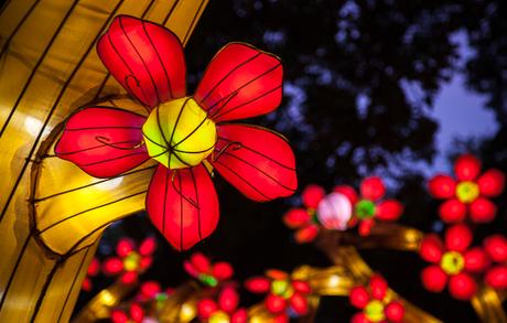 Cherry Tree Arches, Lantern Festival, Missouri Botanical Garden