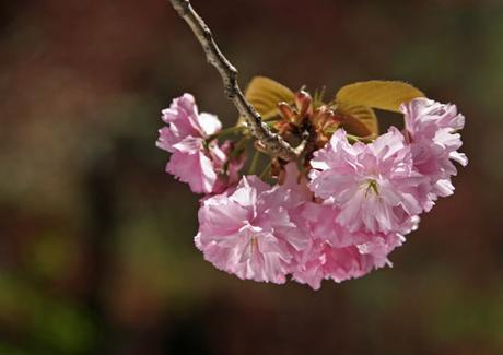 Cherry blossoms