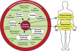 Biodiversity conservation: The key is reducing meat consumption