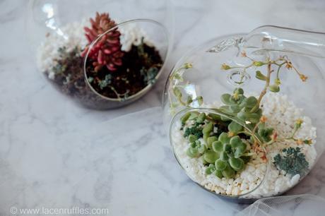 My Succulent Terrariums + 6 Care Tips