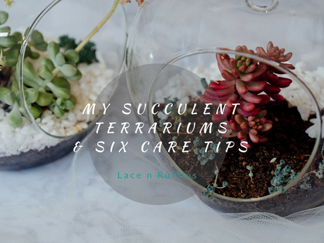My Succulent Terrariums + 6 Care Tips