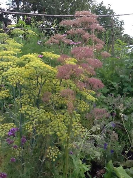 bronze fennel going to seed