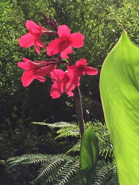 Jardin Sauvage with its many-layered dense mixture of luxuriant vegetation.