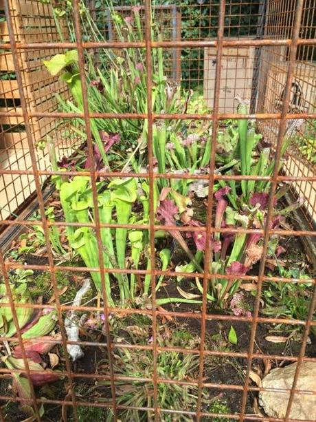 Carnivore Parc with its caged carnivorous plants