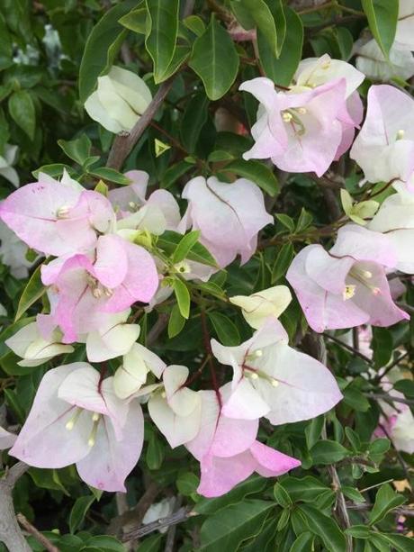 tinged bougainvillea