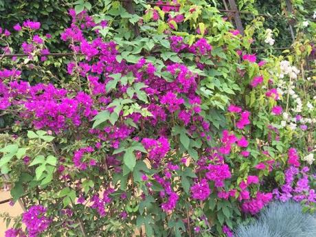 Les Jardin des Bougainvilliers - a garden filled with bougainvillea in all their diversity - I particularly liked the soft pink variety