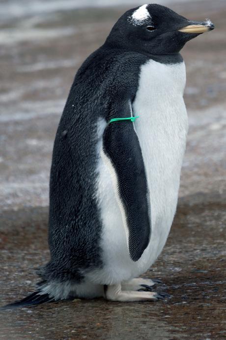 Hello Freckles Trip to Edinburgh Zoo Penguin Chick