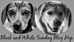 Black & White Sunday: Locks of Love