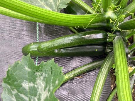 One of 5 courgette plants!