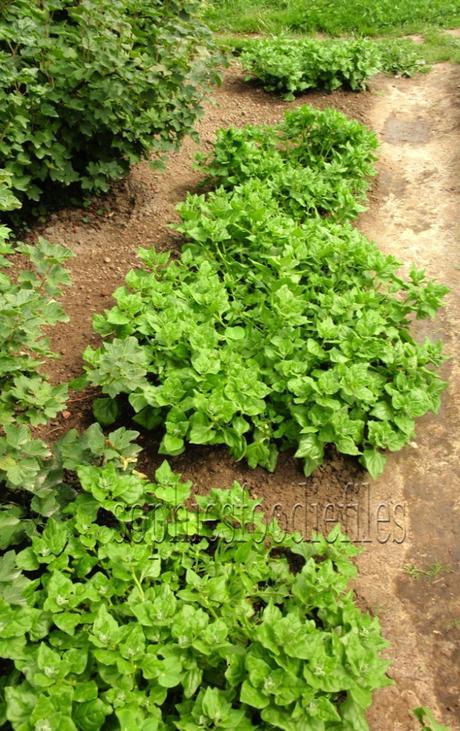 5 New-Zealand Spinach plants!