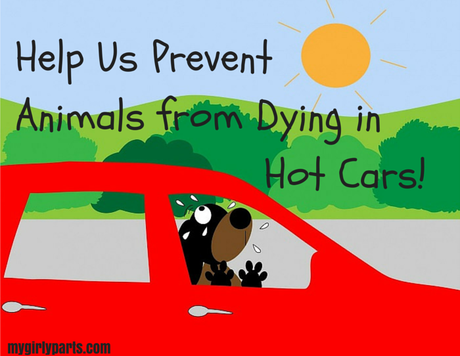 Help Us Prevent Animals from Dying in Hot Cars