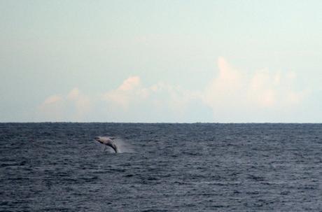 whale-michael-nowak