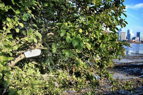 East-West Waterway No.10 Beauty