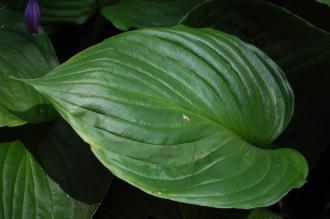 Hosta ventricosa Leaf (18/07/2015, Kew Gardens, London)