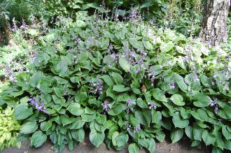 Hosta ventricosa (18/07/2015, Kew Gardens, London)