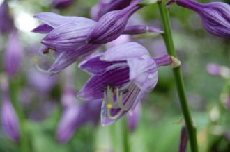 Hosta ventricosa Flower (18/07/2015, Kew Gardens, London)