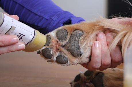 Soothing dogs paws with Natural Dog Company Paw Soother Pawtector Review
