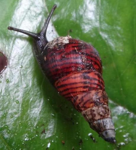 Research shows catastrophic invertebrate extinction in Hawai’i and globally